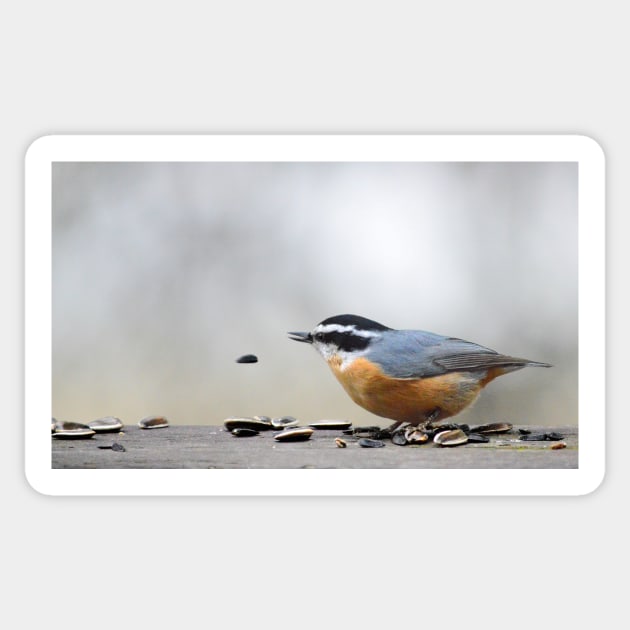 Nuthatch Sticker by LaurieMinor